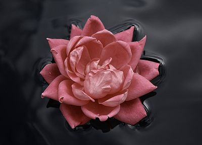 lotus flower - duplicate desktop wallpaper