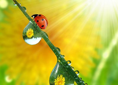 animals, ladybirds - random desktop wallpaper