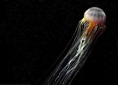 jellyfish - related desktop wallpaper