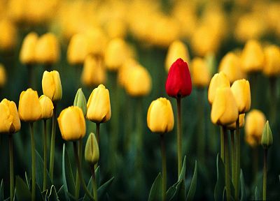 nature, flowers, tulips, macro, depth of field, yellow flowers - desktop wallpaper