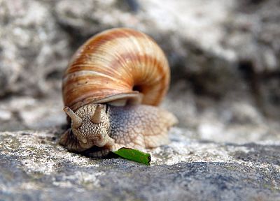 snails - random desktop wallpaper