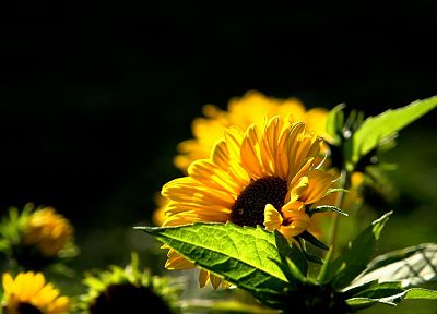 nature, flowers, macro, sunflowers - random desktop wallpaper