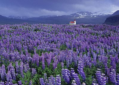 mountains, landscapes, fields, Iceland, Lupine - desktop wallpaper
