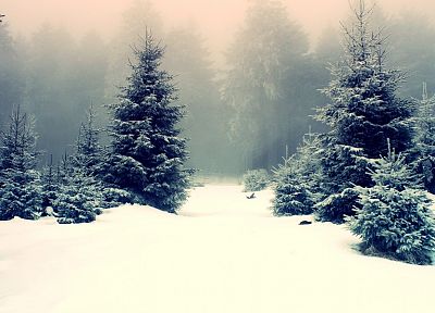 winter, snow, forests - random desktop wallpaper