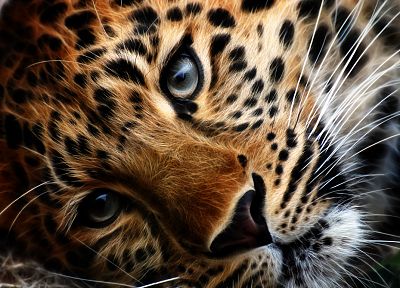 leopards - duplicate desktop wallpaper