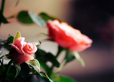 flowers, plants, depth of field, roses - desktop wallpaper