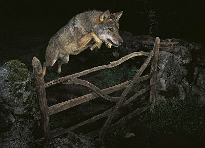 animals, wolves - random desktop wallpaper