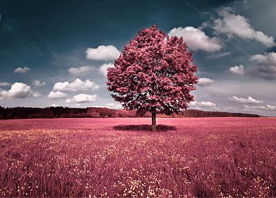 clouds, landscapes, trees, flowers, pink, grass, fields, hills, skyscapes, photo manipulations - related desktop wallpaper
