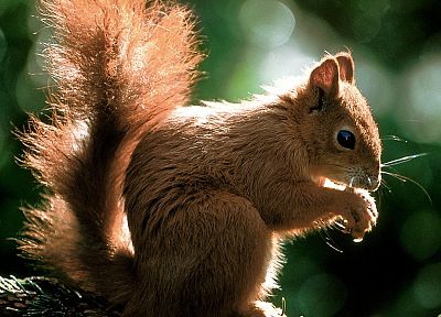 animals, squirrels, time - desktop wallpaper