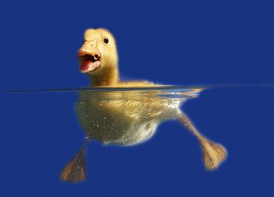 birds, duckling - desktop wallpaper