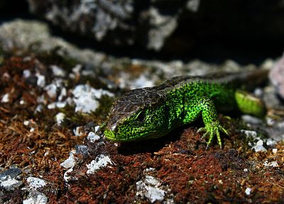 nature, lizards, reptile - random desktop wallpaper