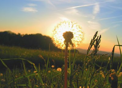 sunrise, landscapes, Sun, grass, dandelions - desktop wallpaper