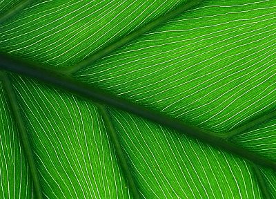 green, leaf - desktop wallpaper