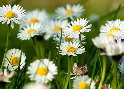 nature, flowers, grass, spring, daisies - desktop wallpaper