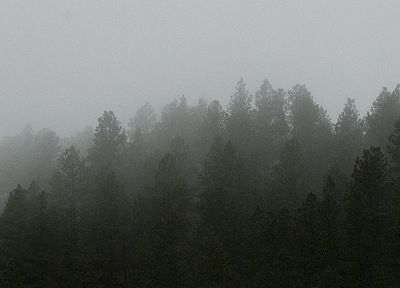 landscapes, nature, forests, mist - random desktop wallpaper