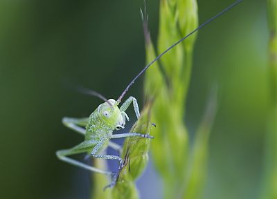 nature, macro, crickets - duplicate desktop wallpaper