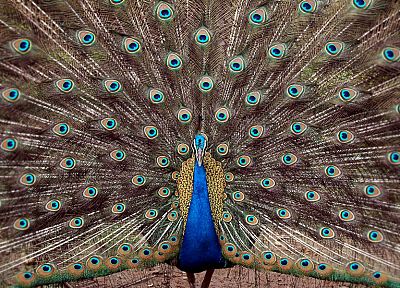 peacocks - duplicate desktop wallpaper