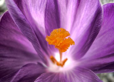 flowers, purple flowers - desktop wallpaper