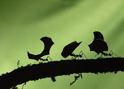insects, ants, leaves, silhouettes, branches - random desktop wallpaper