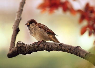 birds, sparrow, depth of field, branches - desktop wallpaper