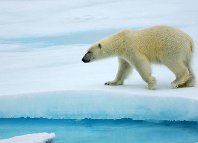 animals, arctic, polar bears - random desktop wallpaper