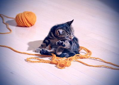 cats, kittens, yarn - desktop wallpaper