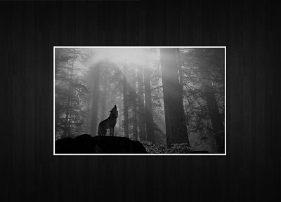 wolves - random desktop wallpaper