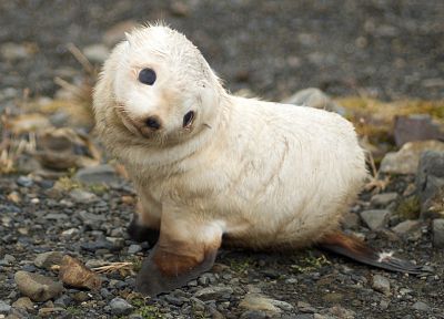 seals, animals - popular desktop wallpaper