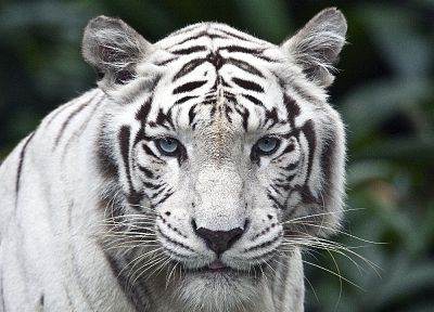 animals, white tiger - duplicate desktop wallpaper