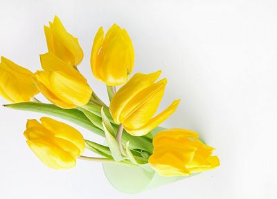 flowers, tulips, yellow flowers - random desktop wallpaper