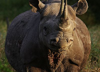 animals, rhinoceros - duplicate desktop wallpaper