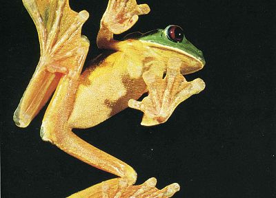frogs, Red-Eyed Tree Frog, amphibians - desktop wallpaper