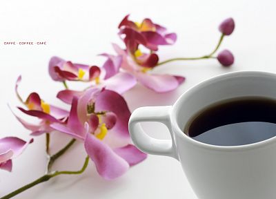 flowers, coffee, beverages, white background, orchids - desktop wallpaper