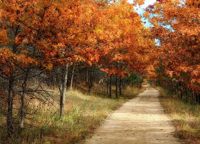 trees, autumn, forests - duplicate desktop wallpaper