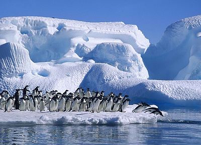 hope, penguins, Antarctica, bay - random desktop wallpaper
