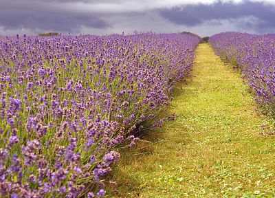 nature, flowers, lavender - random desktop wallpaper