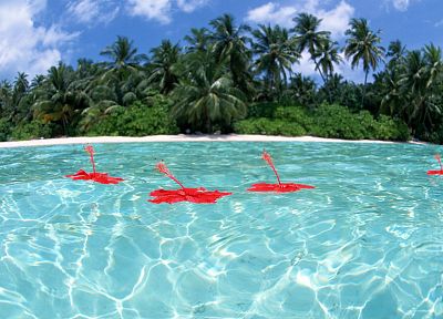 flowers, floating, palm trees, hibiscus, red flowers - related desktop wallpaper