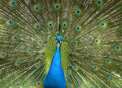 animals, peacocks - desktop wallpaper
