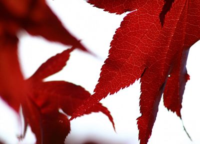 autumn, leaves - desktop wallpaper