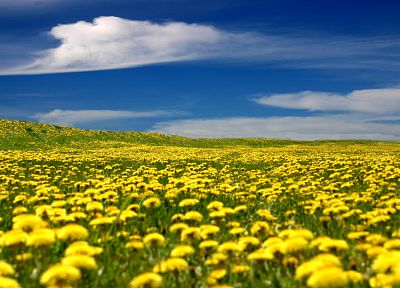fields, marigold, yellow flowers - desktop wallpaper