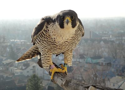 birds, falcon bird - desktop wallpaper