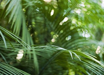 close-up, nature, bokeh, rainforest, palm leaves - random desktop wallpaper