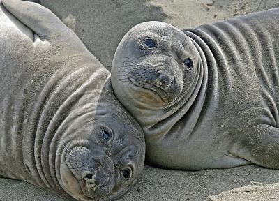 seals, animals, aquatic, elephant seals - random desktop wallpaper