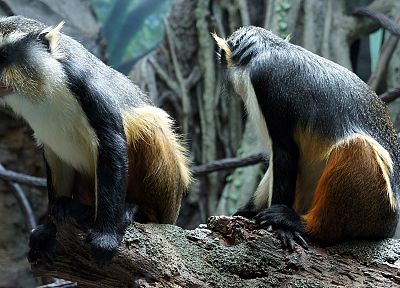 nature, animals, monkeys - random desktop wallpaper