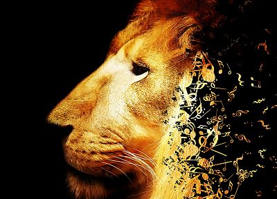 lions - related desktop wallpaper