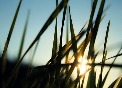 grass, sunlight, macro - random desktop wallpaper