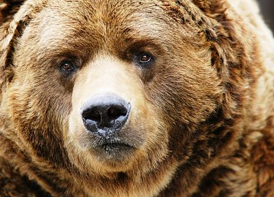 animals, bears, mammals - random desktop wallpaper