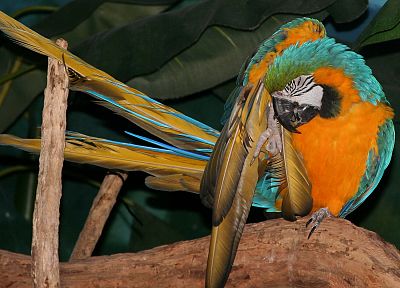 birds, parrots, Blue-and-yellow Macaws - random desktop wallpaper