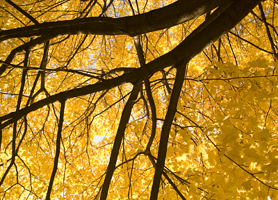 trees, yellow - random desktop wallpaper