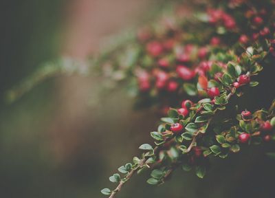 nature, plants, macro - desktop wallpaper